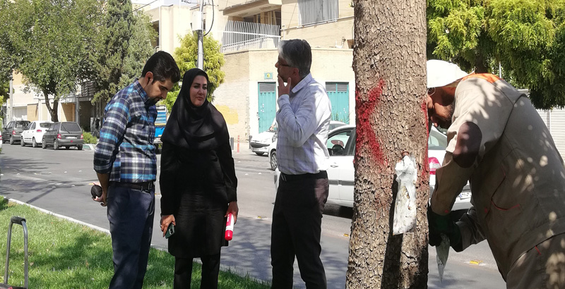 درون درمانی درختان دچار زوال تحت نظارت سازمان پارک ها و فضای سبز شهرداری اصفهان - فرکشت