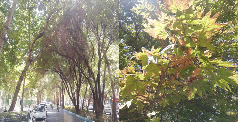 درون درمانی درختان دچار زوال- فرکشت