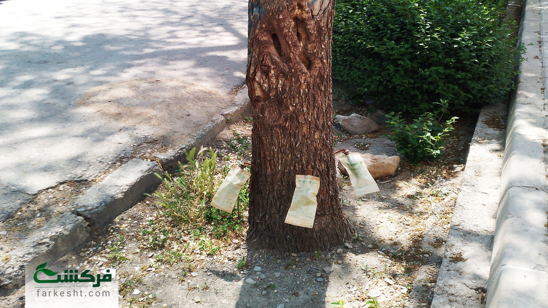 درون درمانی درختان خمینی شهر 