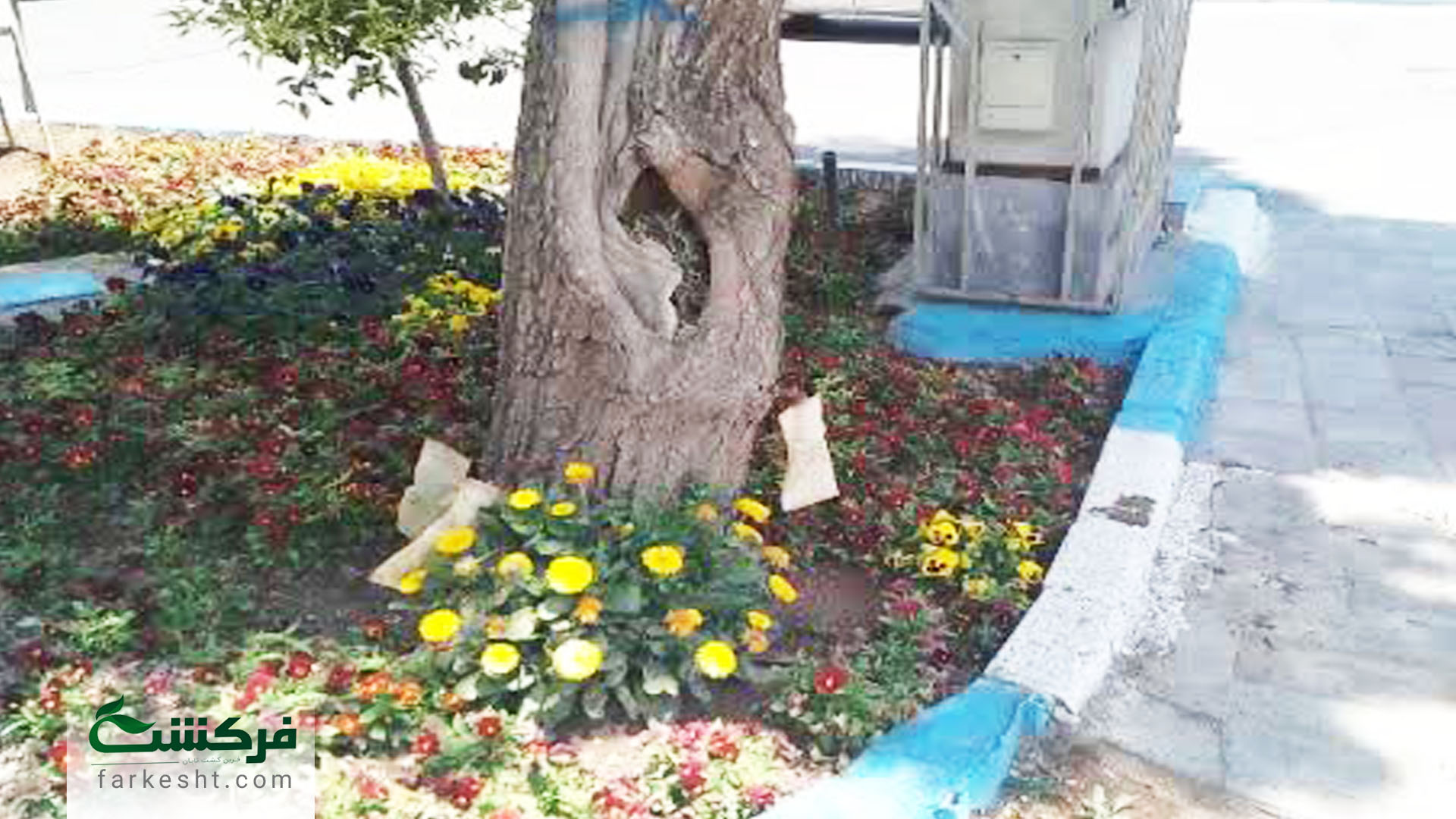 تزریق کپسول‌های درون درمانی در خمینی شهر-1403