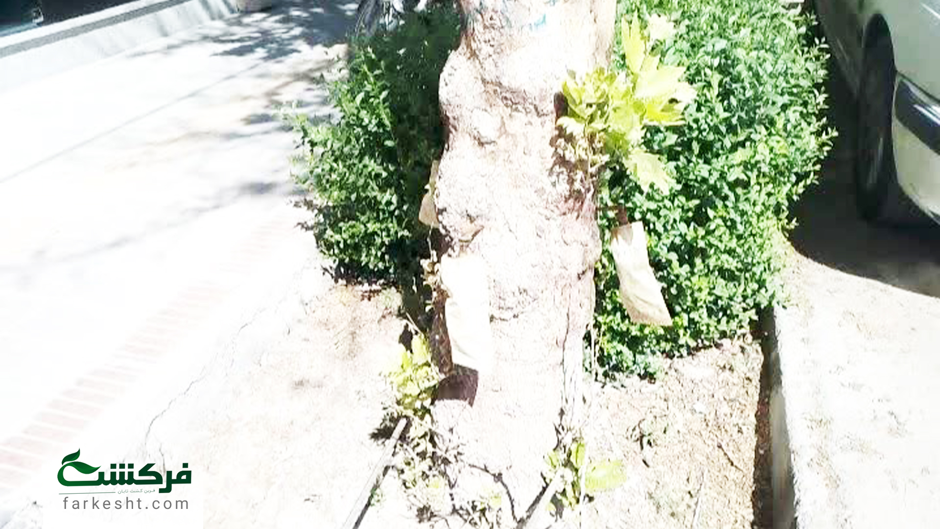 درون درمانی درختان خمینی شهر در مهرماه 1403