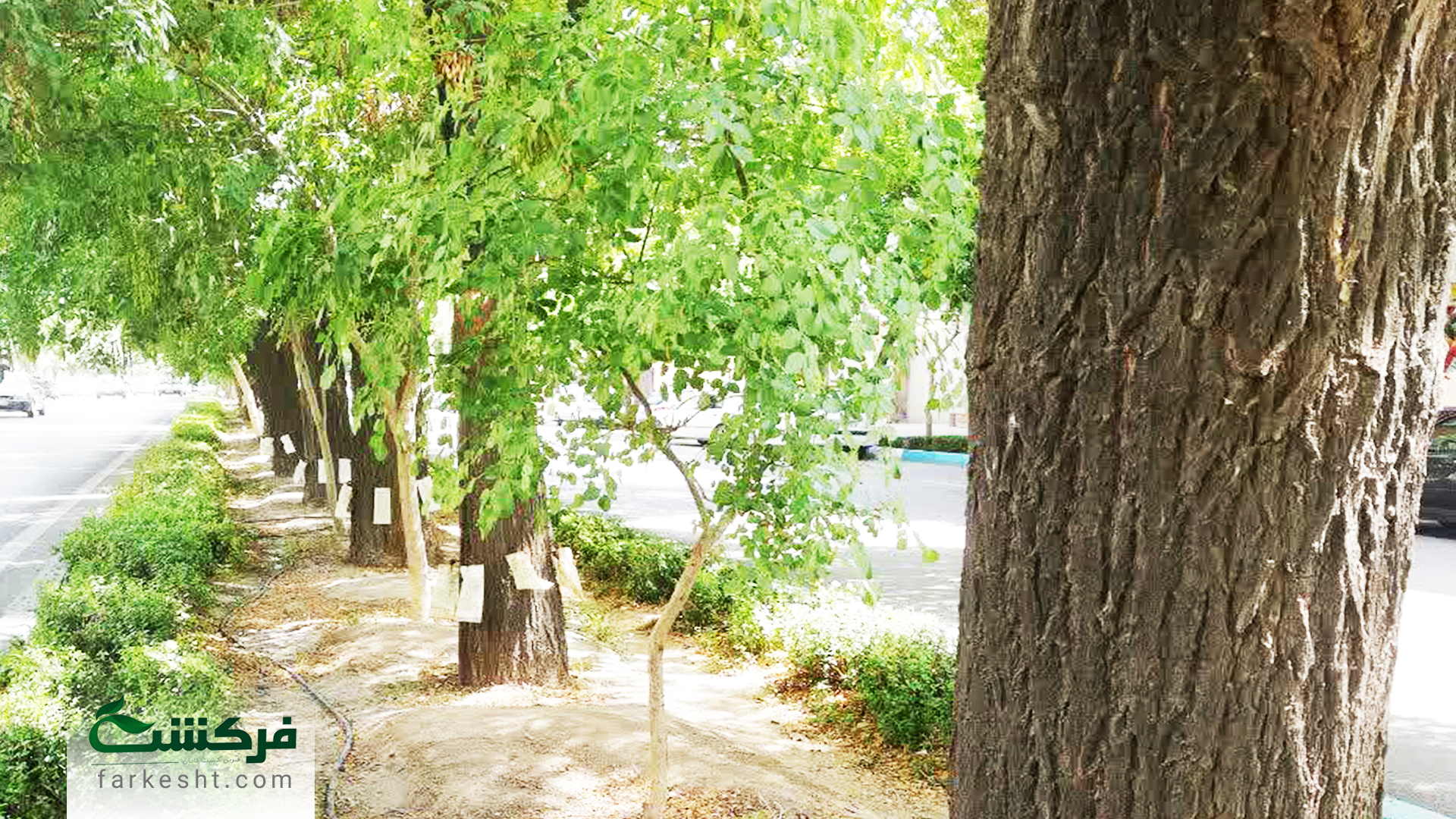 عملیات درون درمانی درختان خمینی شهر در مهرماه 1403