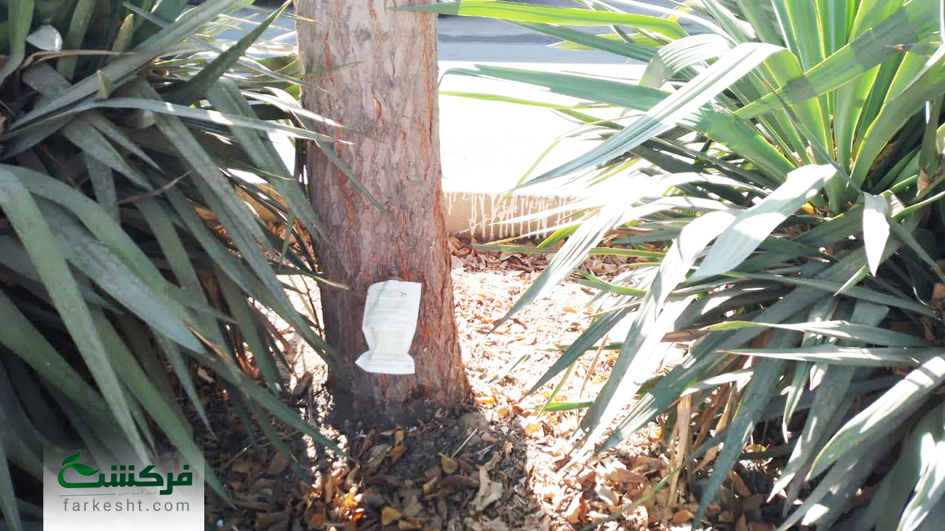 مبارزه با آفات پوستخوار در شاهین شهر