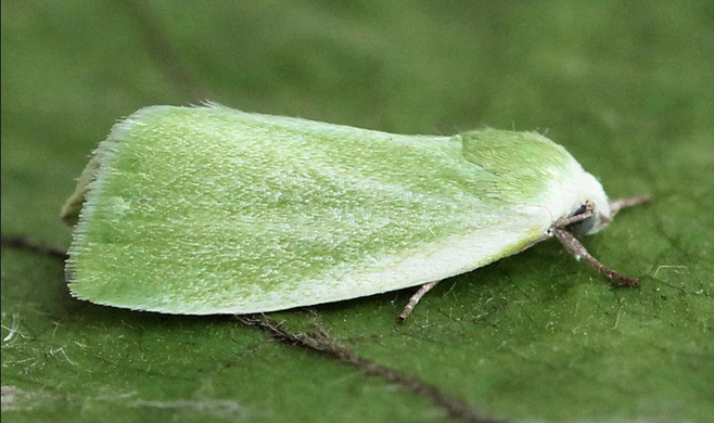 کرم خاردار بید