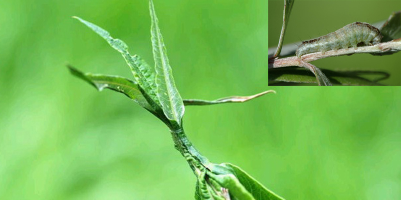 خسارت کرم خاردار بید