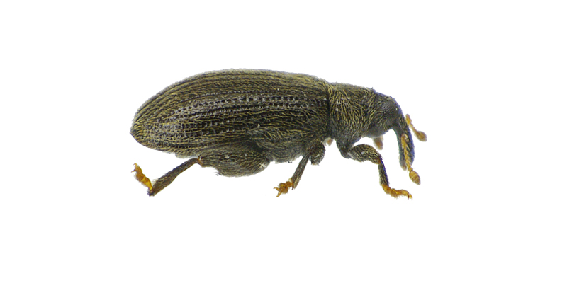 سرخرطومي جهنده راش