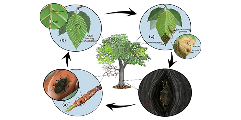 خسارت سرخرطومی جهنده راش