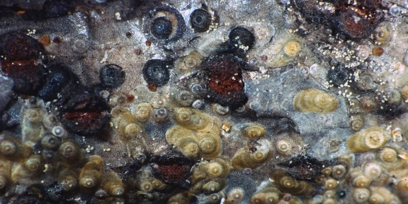 سپردار سانژوزه