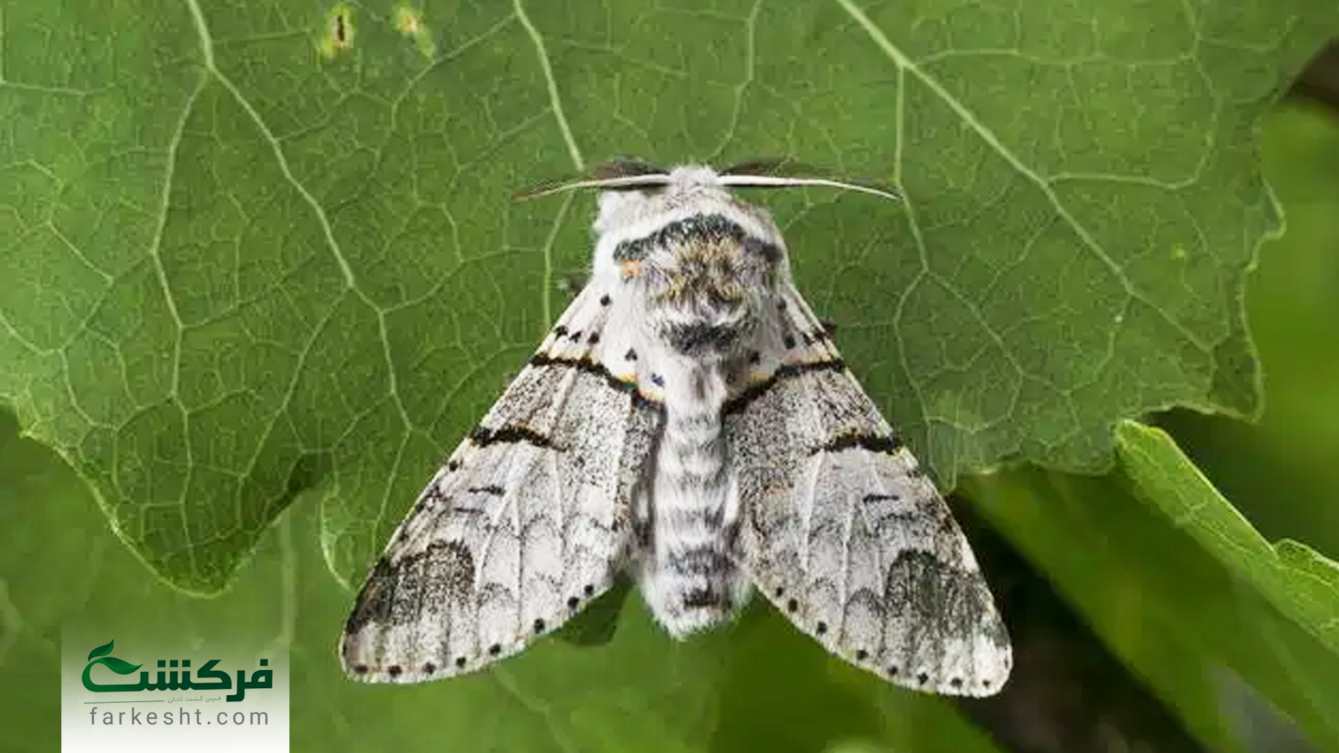 پروانه برگخوار بید و صنوبر