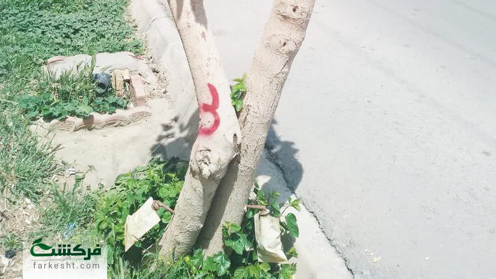 احیاء درختان